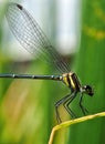 Black dragonfly feeding in the daytime, the island is on a leaf on a blurred green background,Dragonfly with flying wings strong