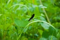 Black dragonfly on grass