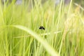 Black dragonfly hanging on the jasmine rice leaf Royalty Free Stock Photo