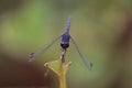 Black dragonfly insect perched on leaf in autumn Royalty Free Stock Photo