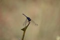 Black dragonfly insect perched on a tree branch in autumn Royalty Free Stock Photo