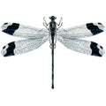 Black Dragonfly Isolated, Watercolor Illustration On White, Top View