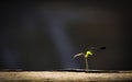 Black dragonfly on little plant growing on wood with sunlight and black background