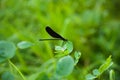 Black dragonfly Royalty Free Stock Photo