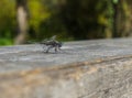 A black dragonfly sits on a board in the sun Royalty Free Stock Photo