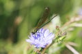 Black dragonfly sitting on a blue chicory flower Royalty Free Stock Photo