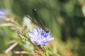 black dragonfly sitting on a blue chicory flower Royalty Free Stock Photo