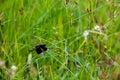 Black Dragonfly sitting on Cyperus rotundus