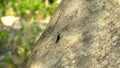 Black dragonfly sitting on rock on natural background. Close up damselfly on stone background. Life wild insects in