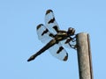 Black Dragonfly in Summer in August Royalty Free Stock Photo