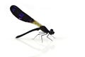 Black dragonfly Royalty Free Stock Photo