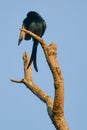 Black Black drango is a bird with swift flying and insect catching