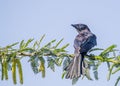 Black Drango sitting on tree Royalty Free Stock Photo