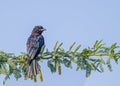 Black Drango sitting on tree Royalty Free Stock Photo