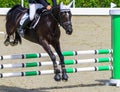 Black dressage horse and rider performing jump at show jumping competition. Royalty Free Stock Photo