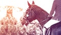 Black dressage horse and rider in uniform performing jump at show jumping competition, duotone, black and white. Royalty Free Stock Photo