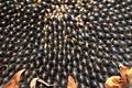 Black dried sunflower seeds. Close up view. Healthy food background. Macro close up. Seeds background. Agriculture Royalty Free Stock Photo