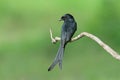 Black Drongo Royalty Free Stock Photo