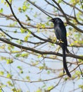 Black Drongo