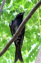 Black drongo Royalty Free Stock Photo