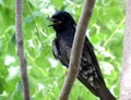 Black drongo Royalty Free Stock Photo