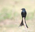 Black drongo bird Royalty Free Stock Photo