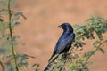 Black drongo bird