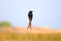Black Drongo bird found in India Royalty Free Stock Photo