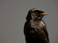 Black drongo a bird that mimics call