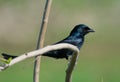 Black Drongo Bird perching on the Shrub Branch Royalty Free Stock Photo