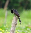 A black Drongo bird photography Royalty Free Stock Photo