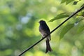 A Black Drongo bird Sitting on a wire Royalty Free Stock Photo