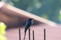 A Black Drongo bird sitting on a wire and singing. Royalty Free Stock Photo