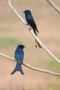 Black drongos perched on a pink morning glory plant