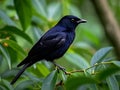 Black Drongo Chirping Loudly in the Forest Royalty Free Stock Photo