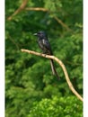 Black Drongo (Dicrurus macrocercus) Royalty Free Stock Photo
