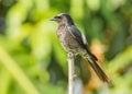 Black Drongo Royalty Free Stock Photo