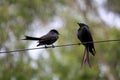 Black drongo (Dicrurus macrocercus) pair on a telephone wire : (pix Sanjiv Shukla)