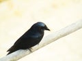 The black drongo Dicrurus macrocercus is a small Asian passerine bird of the drongo family Dicruridae.