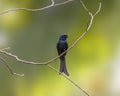 The black drongo