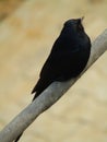 The black drongo Dicrurus macrocercus is a small Asian passerine bird of the drongo family Dicruridae.