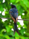 The black drongo Dicrurus macrocercus is a small Asian passerine bird of the drongo family Dicruridae.