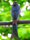 The black drongo Dicrurus macrocercus is a small Asian passerine bird of the drongo family Dicruridae.