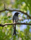 Black Drongo Dicrurus macrocercus Sub adult Bird Royalty Free Stock Photo