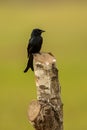 Black Drongo Dicrurus Macrocerus