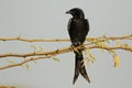 BLACK DRONGO Royalty Free Stock Photo