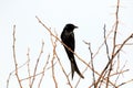 BLACK DRONGO Royalty Free Stock Photo