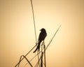 Black Drongo and Evening