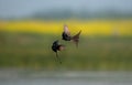 Black drongo fight