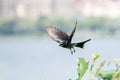 Black drongo on lotus seed